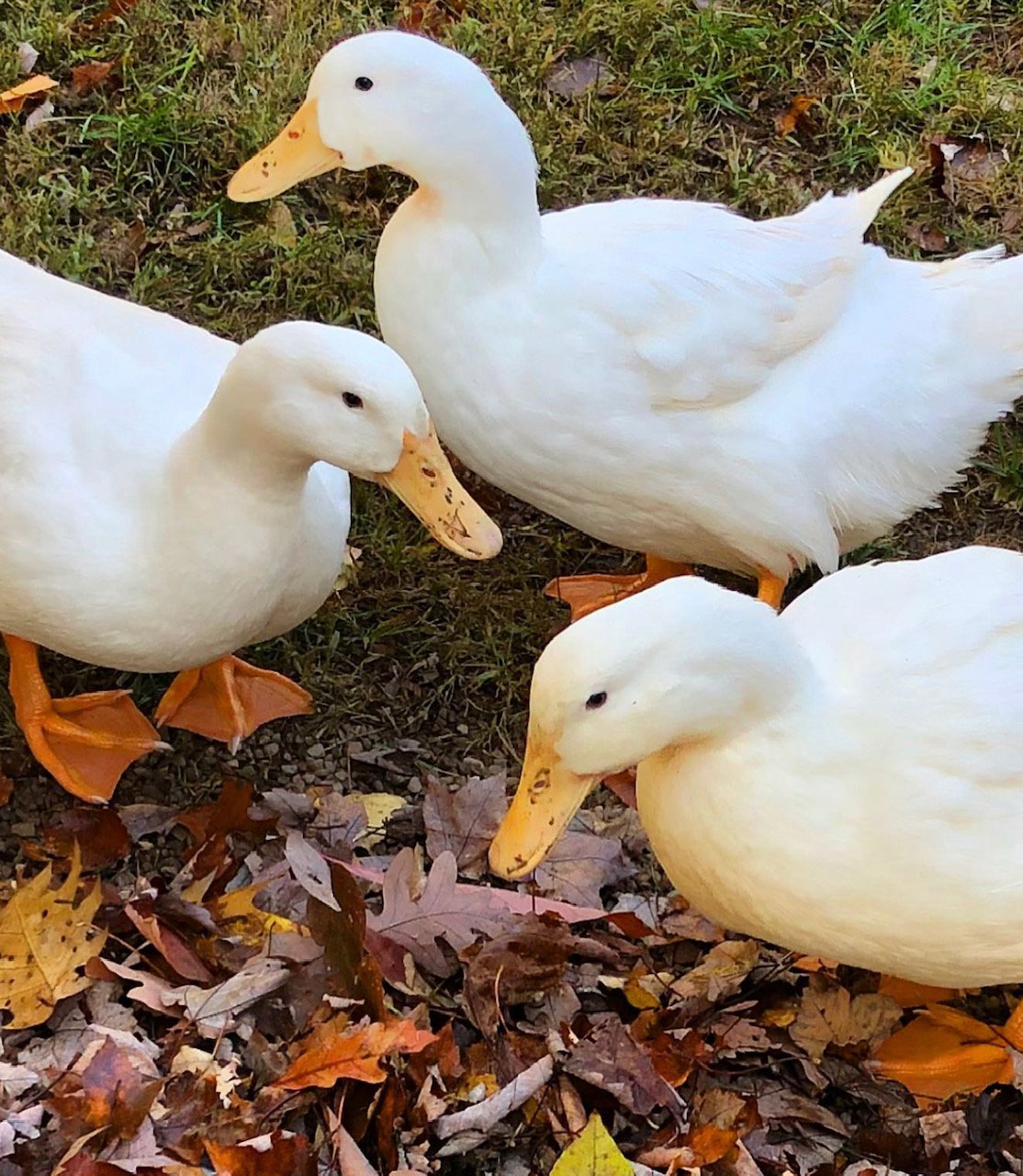 1HTIGKim_gallagherx77-PekinWhiteLayer Jumbo Pekin Ducks - Image 1