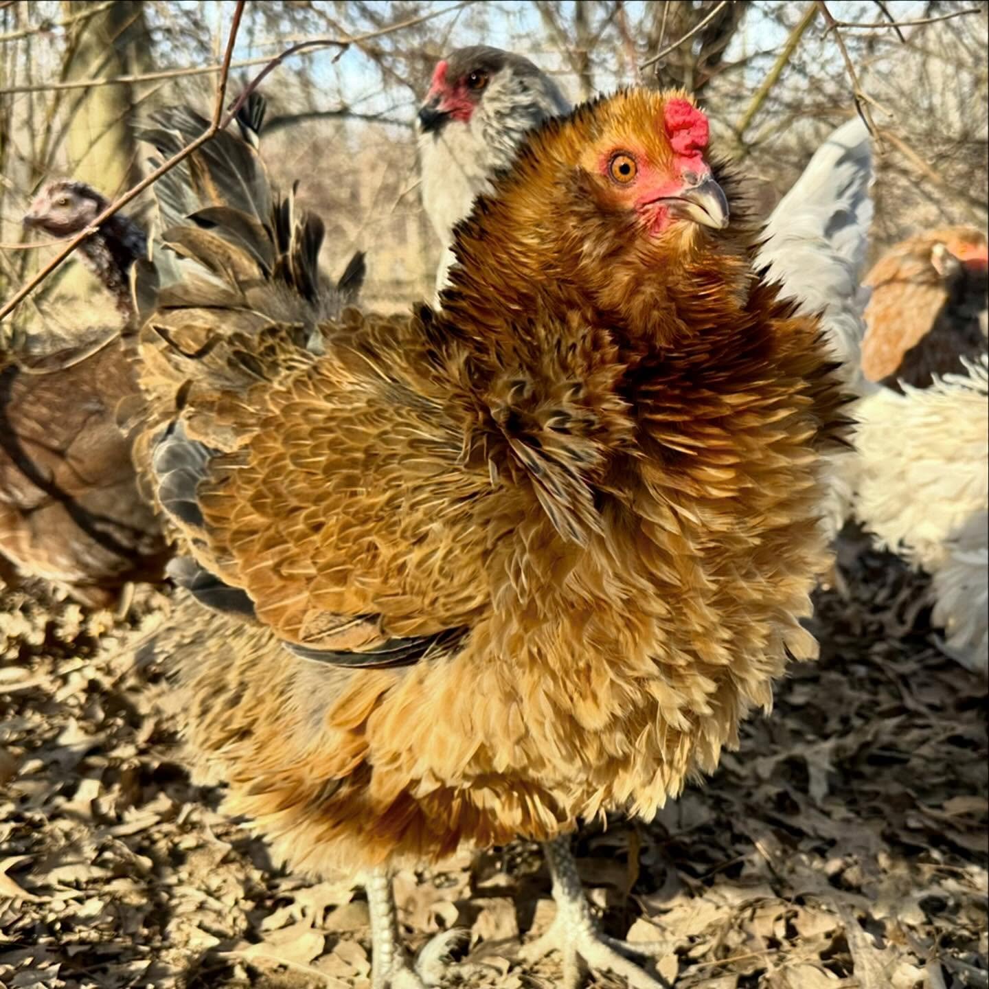 426686927_18022557148964282_7418464568275276943_n Frizzle Chicken for Sale - Image 1