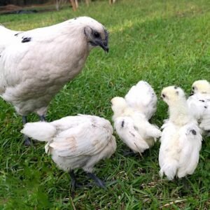 Rare Zombie Chicken for Sale – Unique Backyard Flock Favorite