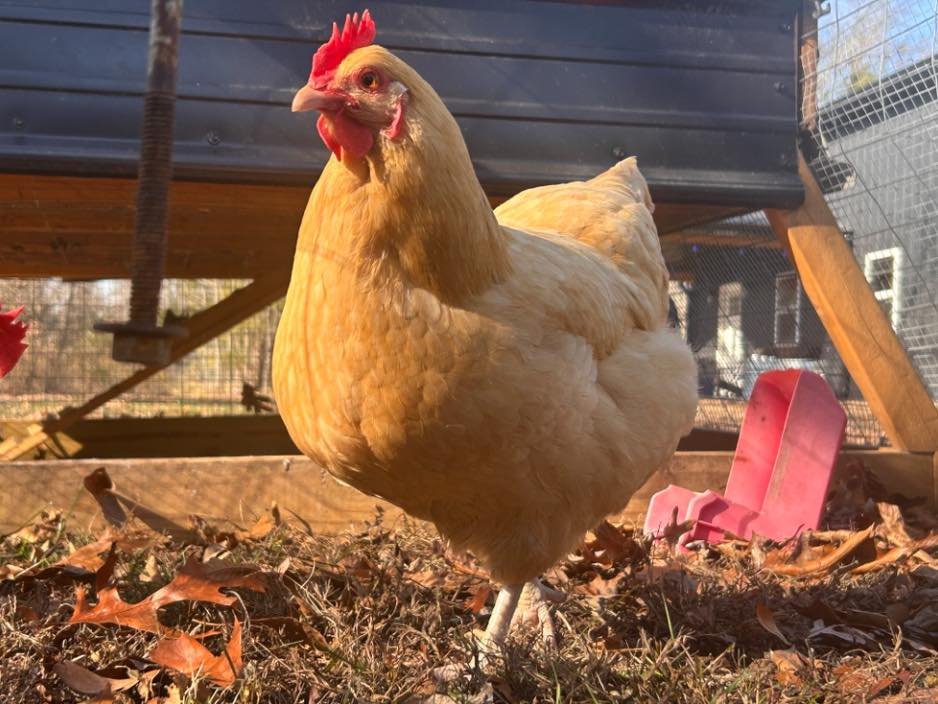 477002049_547165738335108_7878774378553326004_n Buff Orpington Chickens for Sale – Buy Quality Hens, Roosters, and Chicks - Image 1