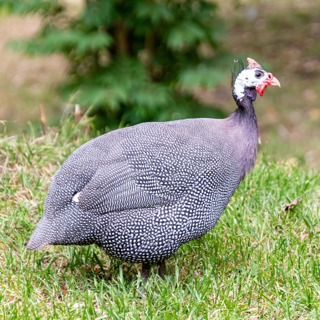485181563_1061323209359087_3260778662523256310_n Pearl Guinea Fowl | A Beautiful Bird for Meat & Eggs - Image 1