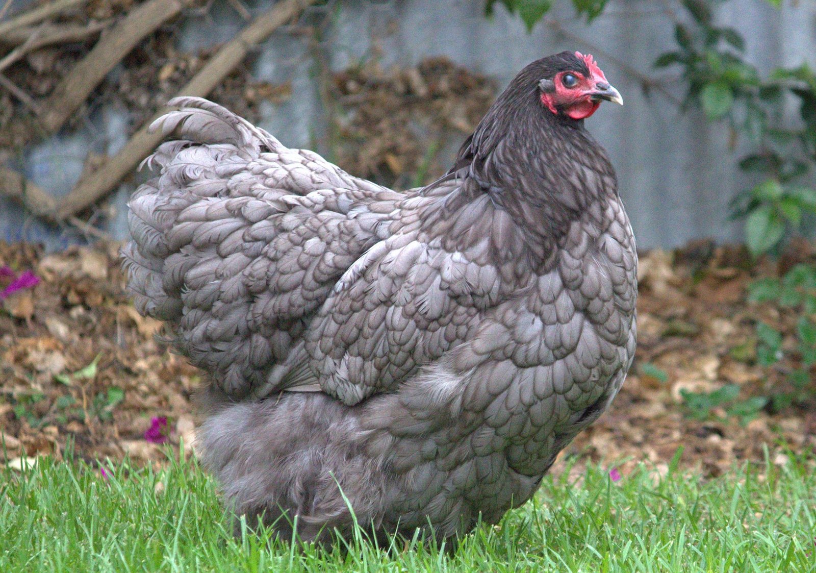 515276918_24291674647103872_544202538015585107_n Blue Orpington Chicken – Friendly Backyard Breed & Egg Layer - Image 1