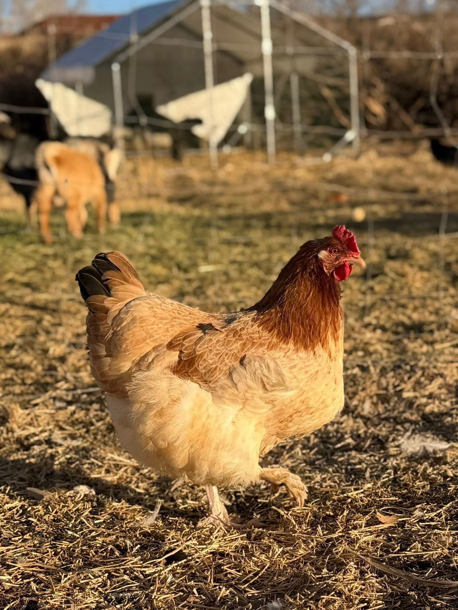 600377288_1382610376696807_7725501801913931717_n French Wheaten Marans Chickens | Eggs, Care, Temperament - Image 1