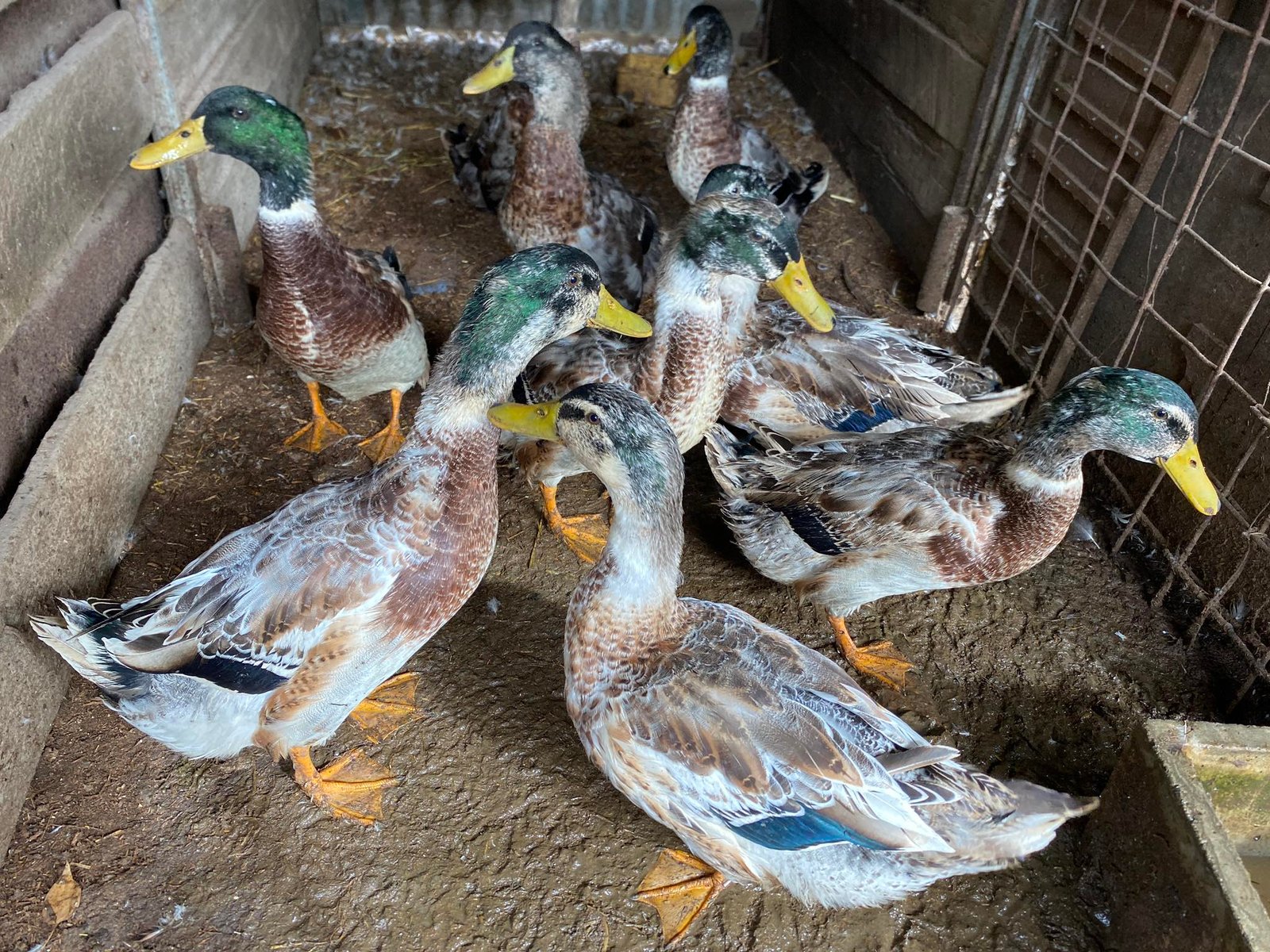 654244459_10162835306972654_2818691461146463453_n Silver Appleyard Ducks - Image 1