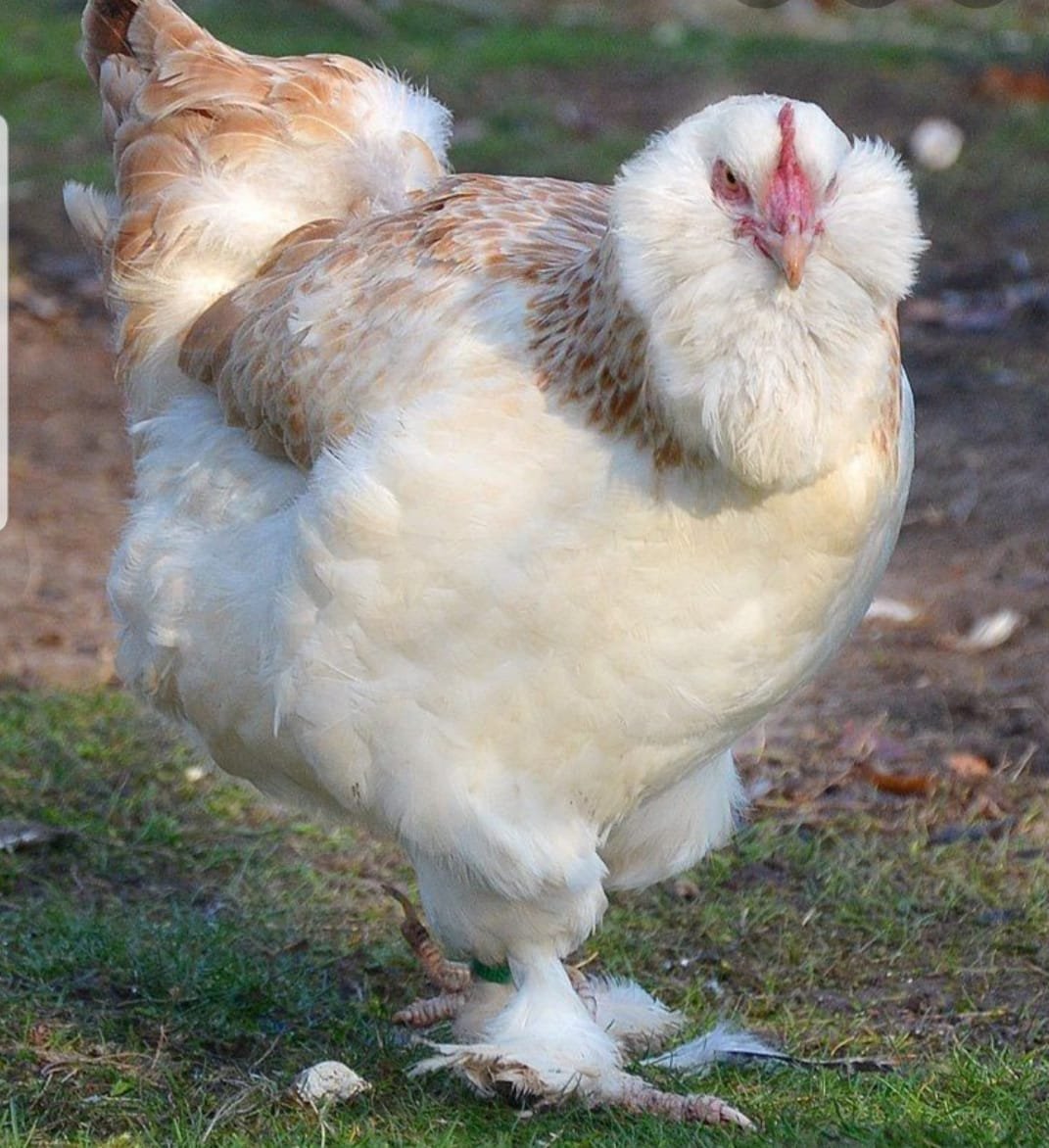 84863137_507618063466837_4923123296880295936_n Salmon Faverolle Chickens for Sale | Faverolles Chickens - Image 1