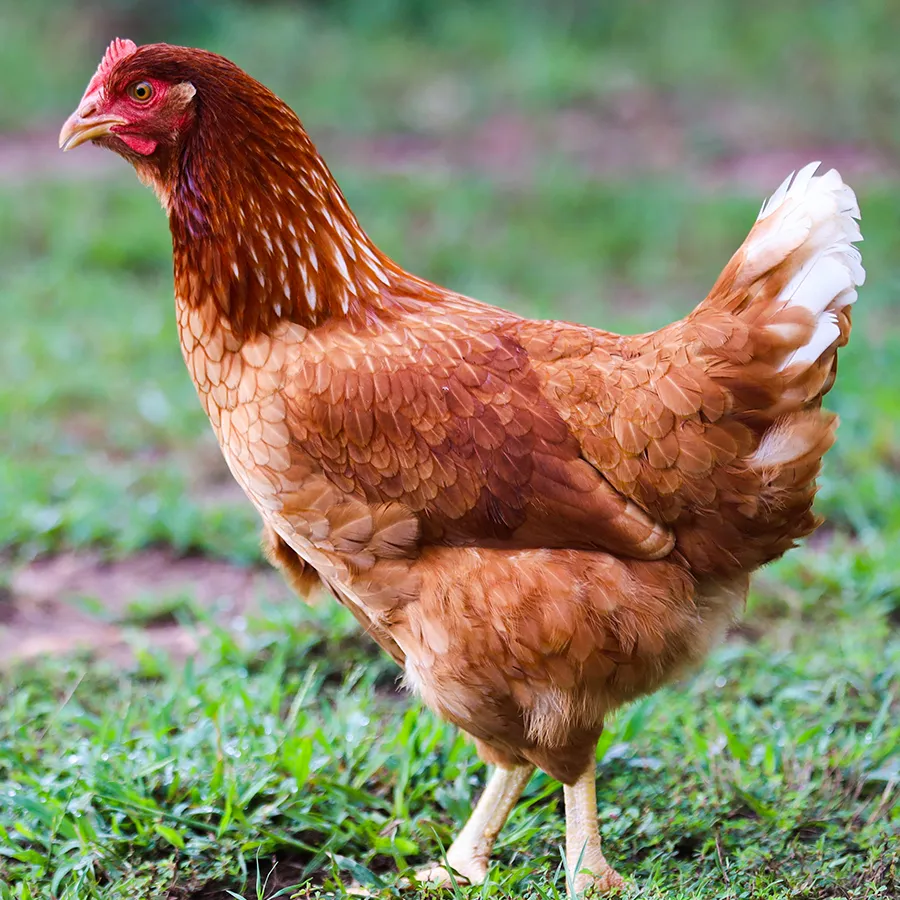 BA_isa_brown__1806080__ ISA Brown Chickens - Image 1