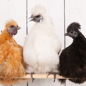 Assorted Silkie Bantam Day Old Chicks