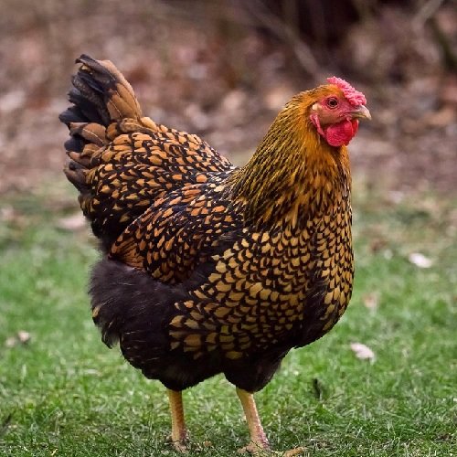 Black-Laced-Gold-Wyandotte Golden Laced Wyandotte Breed Guide | Eggs, Care and Cockerel Facts - Image 1