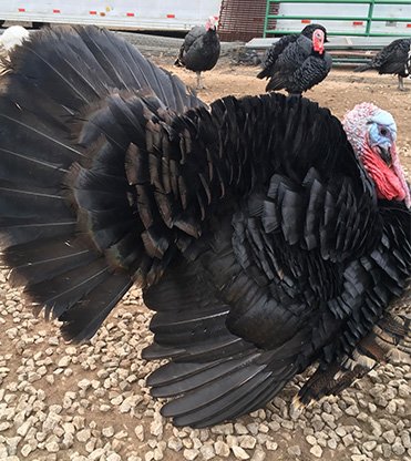 Black-Spanish-Turley-3 Black Spanish Heritage Turkey - Image 1