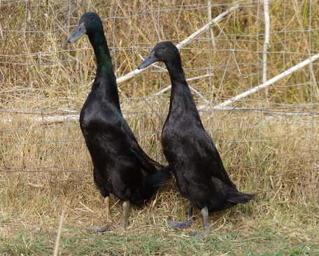 BlackRunnerPair Black Runner Ducks - Image 1