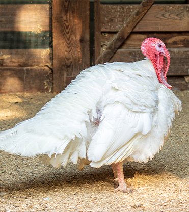 Broad-breasted-white-turkey-3.jpeg Broad Breasted White Turkey - Image 1