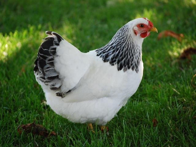 ColumbianWyandotteHen Columbian Wyandotte Chicken Breed – Care, Hens, Roosters, Eggs - Image 1