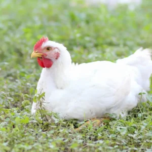 White Ranger Broiler Day Old Chicks