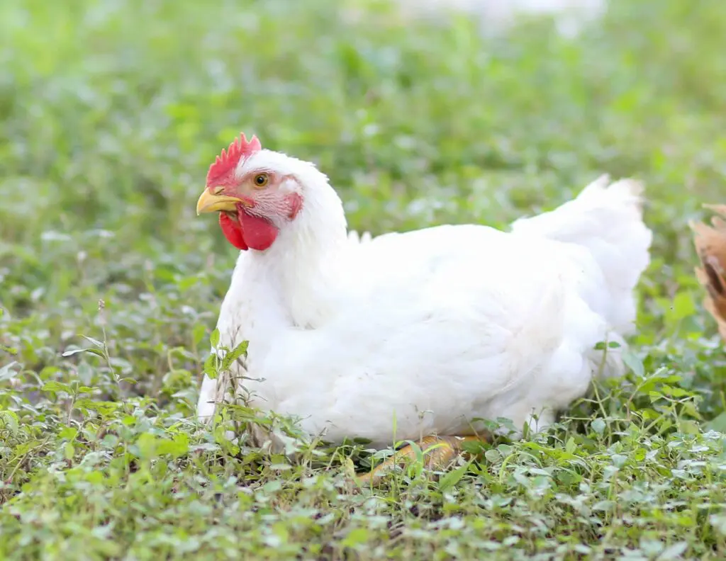 Cornish-Cross-1024x792 White Ranger Broiler Day Old Chicks - Image 1