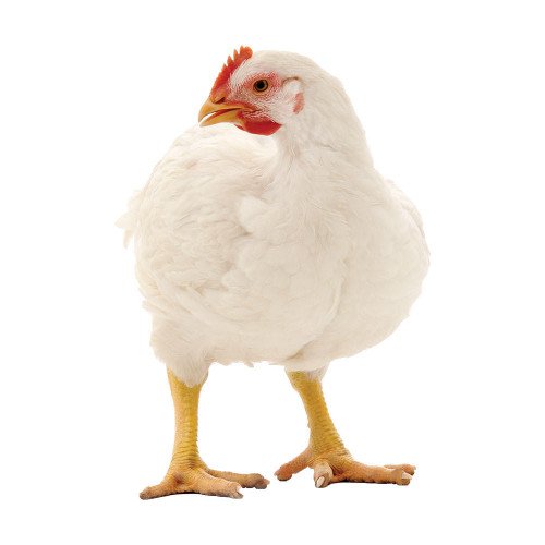 Cornish-Rock-Cross-web-1000-x-1000__21741 Pioneer Broiler Chicken - Image 1