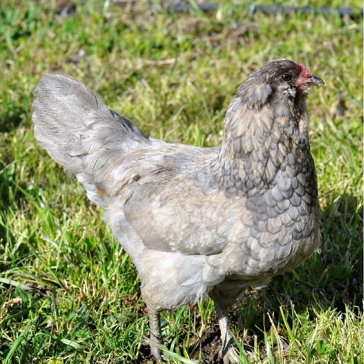 Easter-Egger-Bantam-chicken Blue Sex-Link Easter Egger Bantam - Image 1