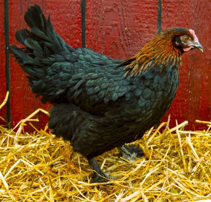 French-Black-Copper-Maran-Hen-680x654 french black copper marans - Image 1