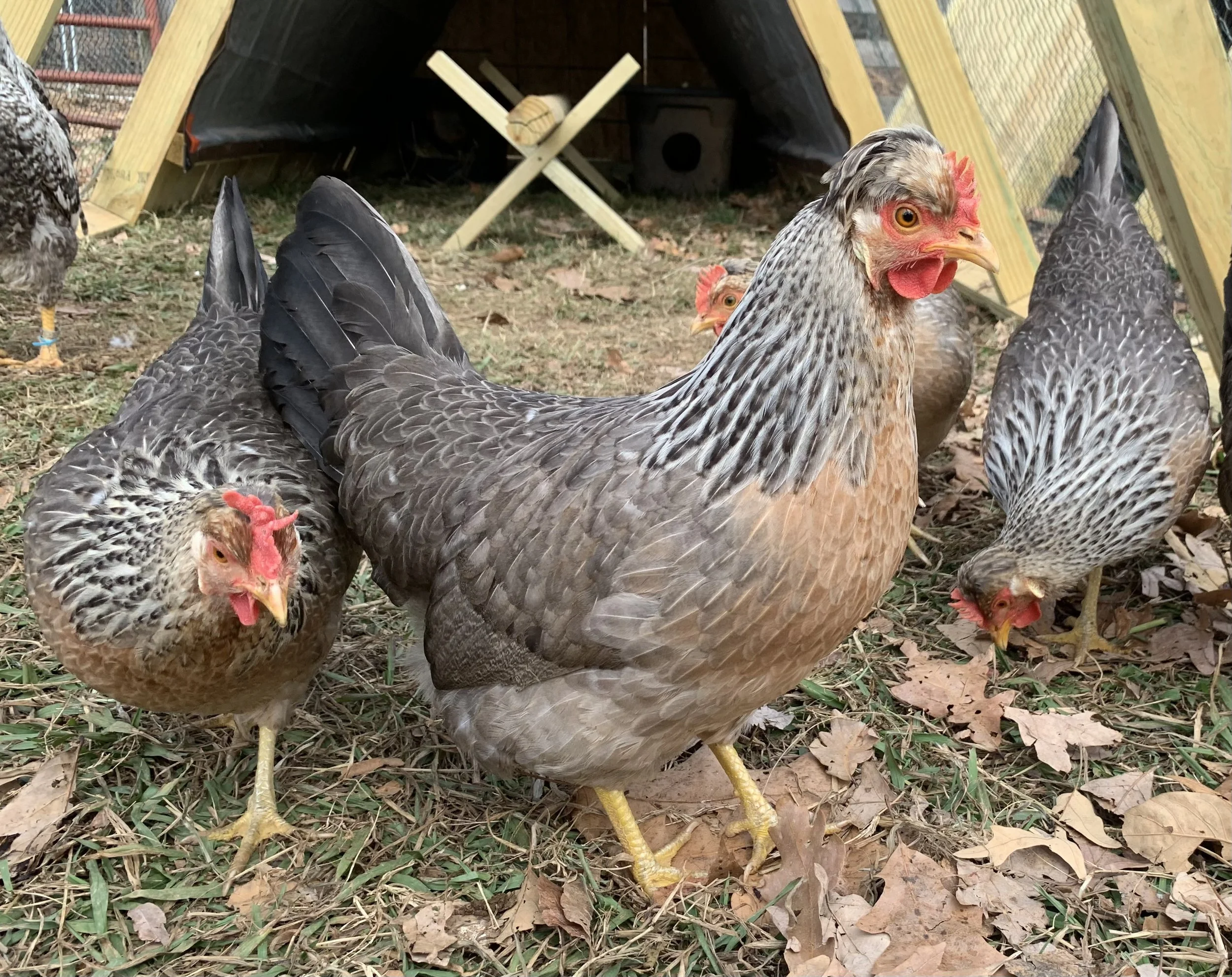 IMG_9418 Cream Legbar Chickens for Sale | Blue Egg Laying Breed - Image 1
