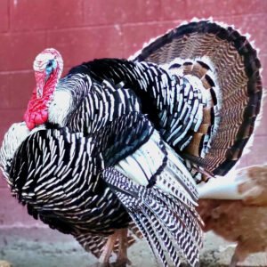 Narragansett Turkey for Sale | Heritage Turkey Breed