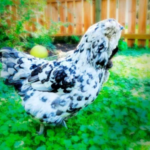 Splash Ameraucana: Care, Egg Color, Traits, and Buying Guide