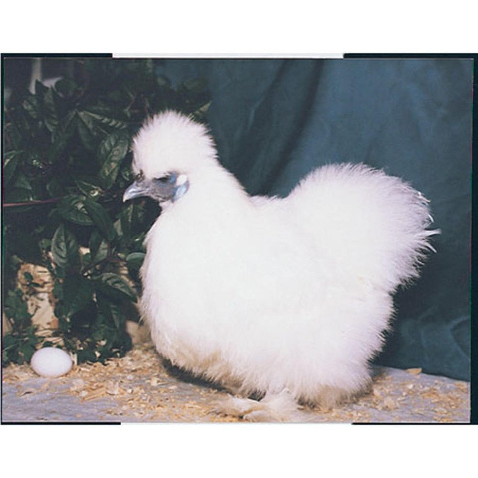 White_SIlkie_Bantam__88899 White Silkie Bantam Day Old Chicks - Image 1