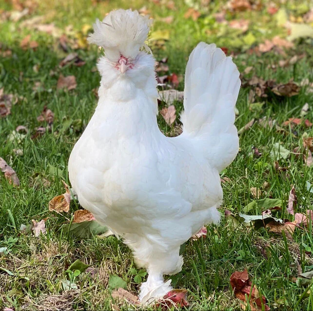 White_Sultan_Chicken_Pullet_1 White Sultan - Image 1