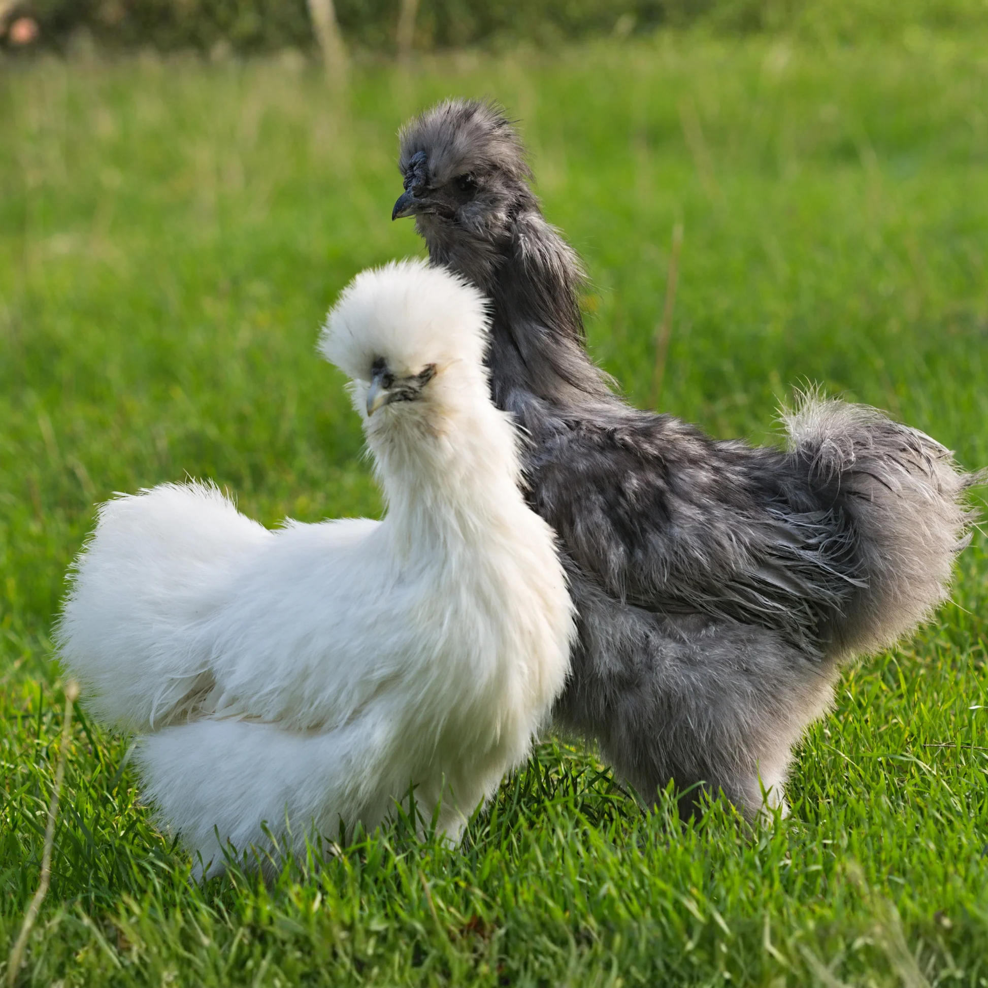 assorted-silkie-bantams Assorted Silkie Bantams - Image 1