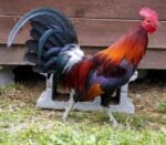 Old English Game Chicken | A Resilient and Beautiful Breed for Poultry Enthusiasts