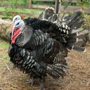 Broad Breasted Bronze Turkey