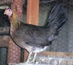 Old English Game Chicken | A Resilient and Beautiful Breed for Poultry Enthusiasts - Image 3