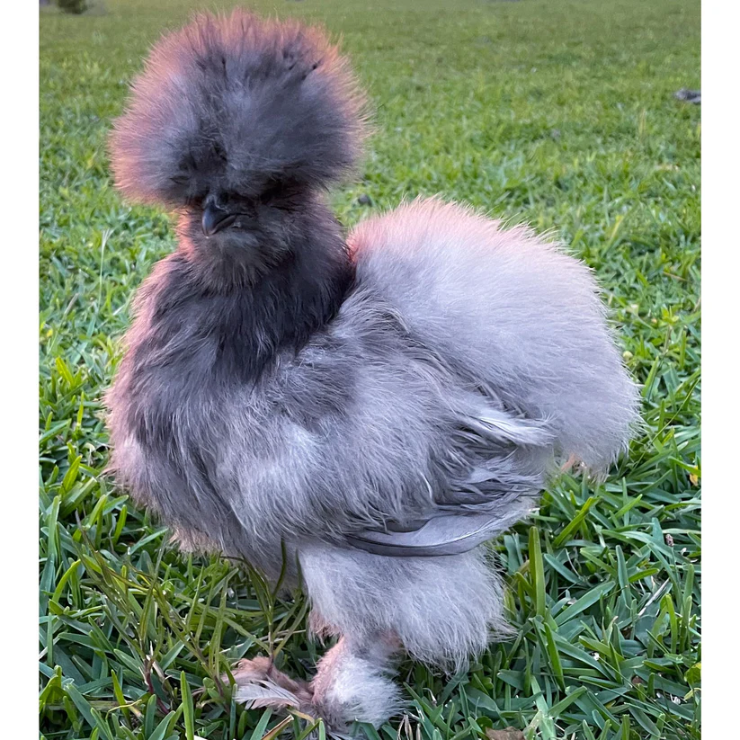 blue-silkie-bantam-chicken-vh Blue Silkie Bantam - Image 1