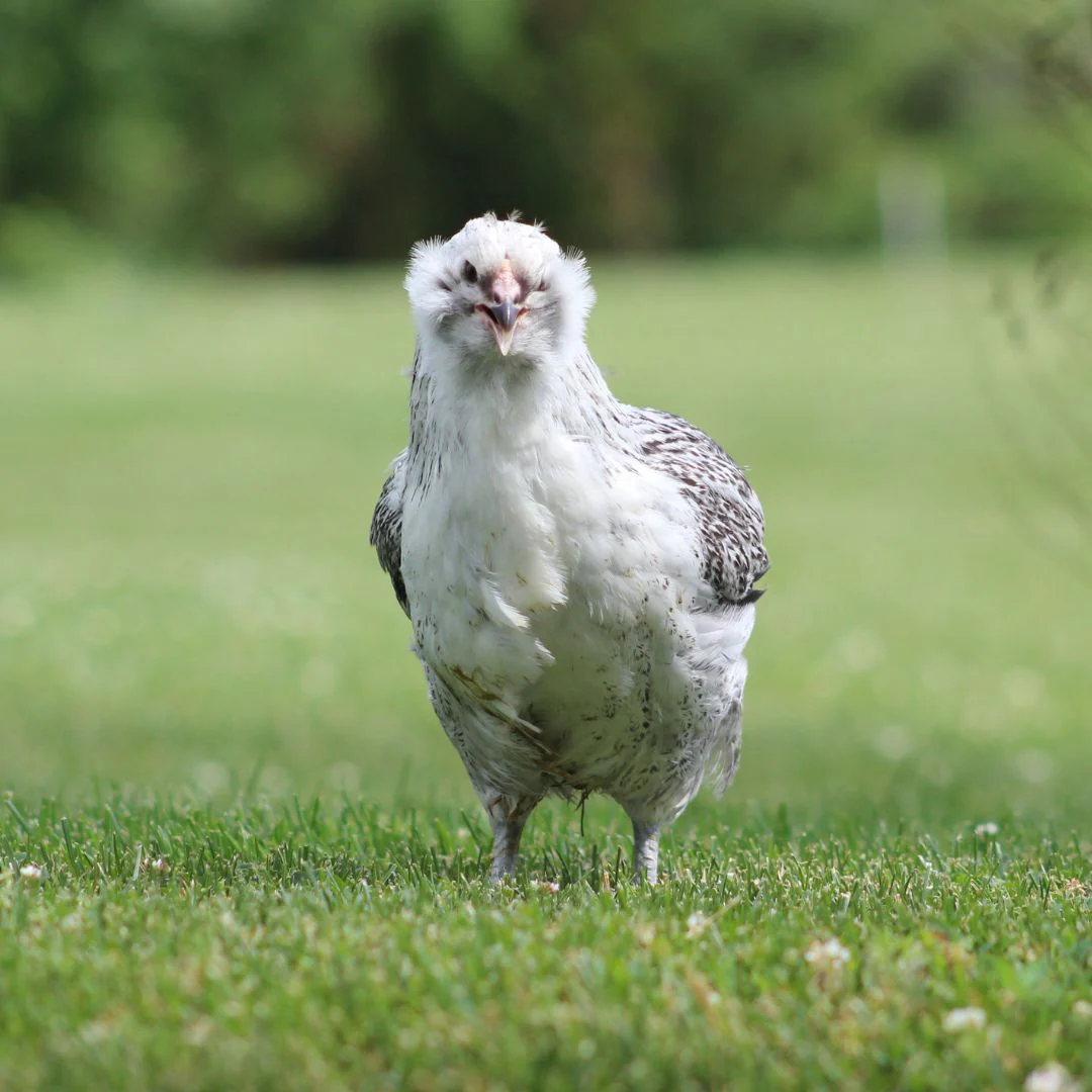 green-queen-bh (1) Green Queen Bantam - Image 1