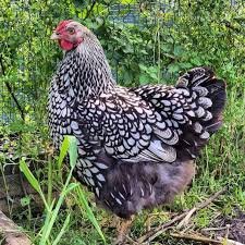 Silver Laced Wyandotte