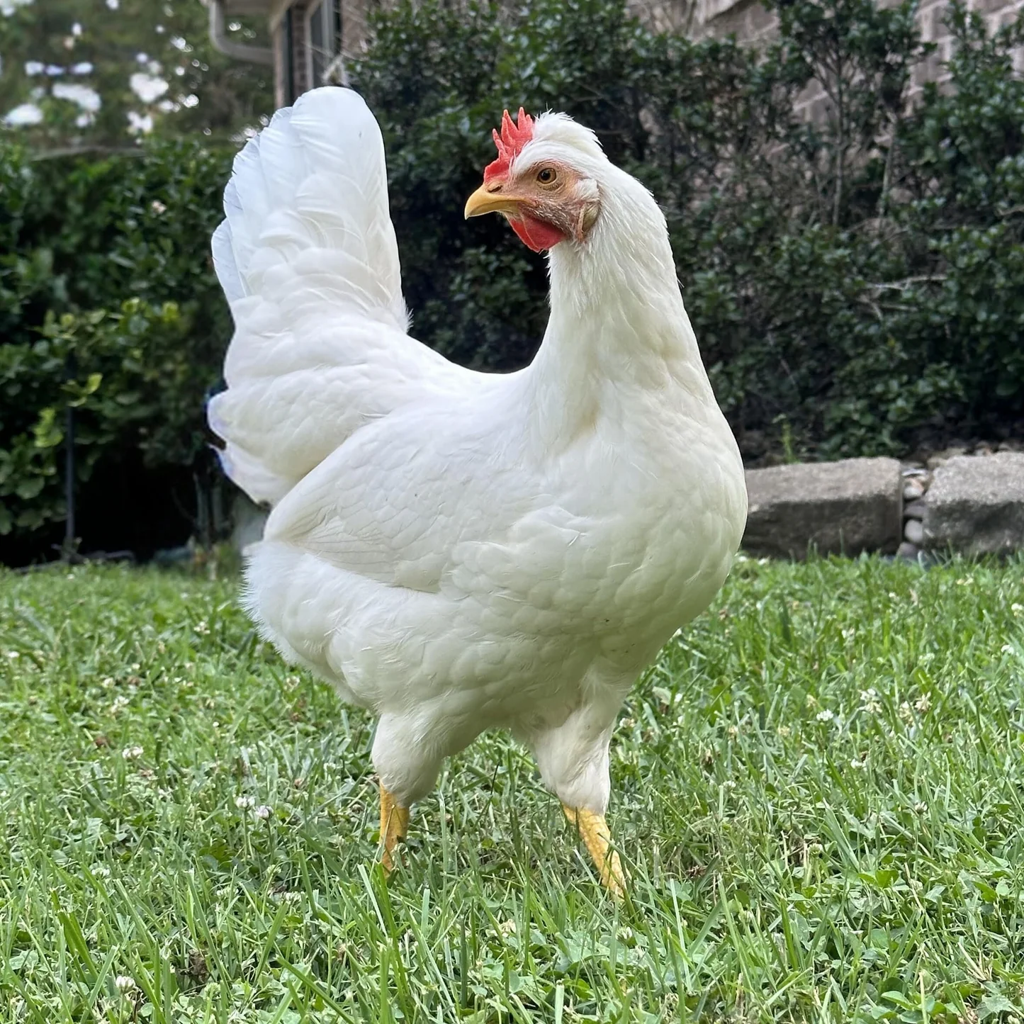 white-legbar White Cream Legbar for Sale | White Legbar Chicken - Image 1